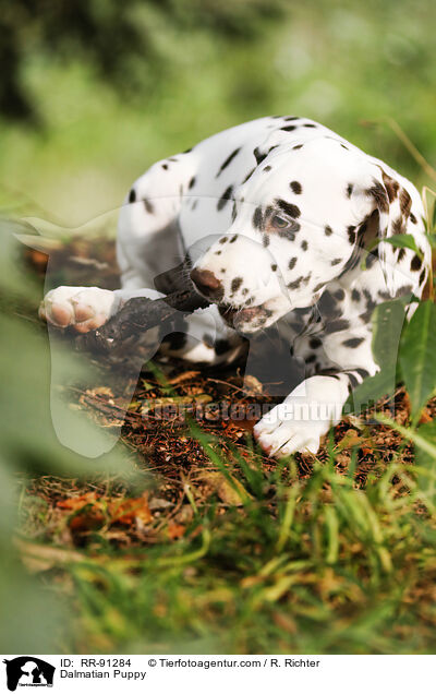 Dalmatiner Welpe / Dalmatian Puppy / RR-91284
