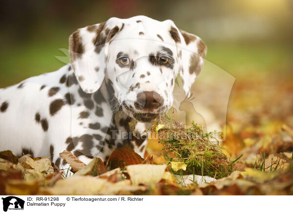 Dalmatiner Welpe / Dalmatian Puppy / RR-91298