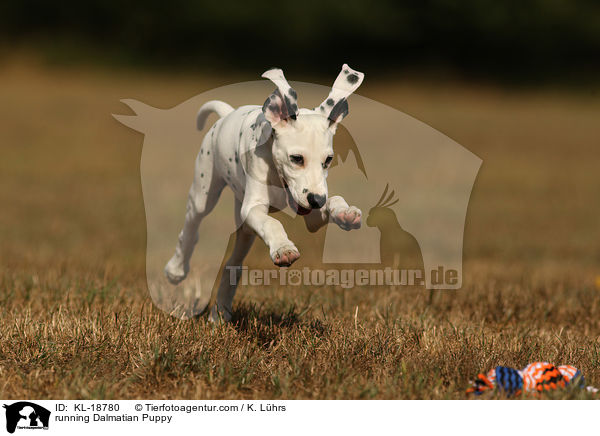 rennender Dalmatiner Welpe / running Dalmatian Puppy / KL-18780