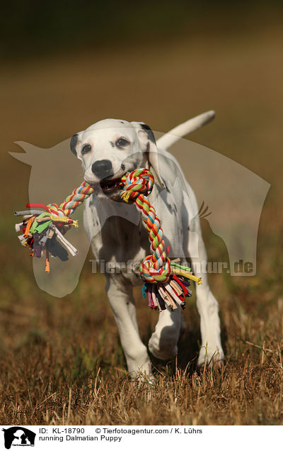 rennender Dalmatiner Welpe / running Dalmatian Puppy / KL-18790