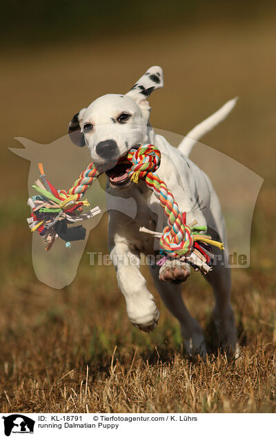rennender Dalmatiner Welpe / running Dalmatian Puppy / KL-18791