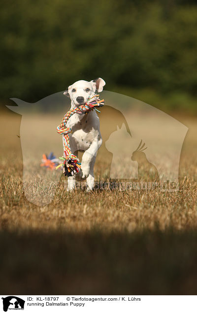 rennender Dalmatiner Welpe / running Dalmatian Puppy / KL-18797