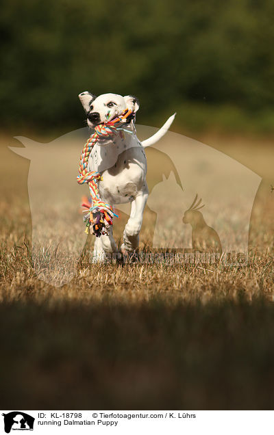 rennender Dalmatiner Welpe / running Dalmatian Puppy / KL-18798
