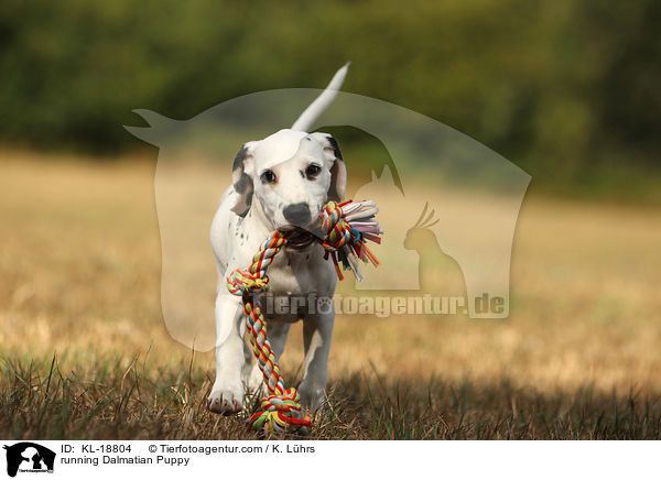 rennender Dalmatiner Welpe / running Dalmatian Puppy / KL-18804