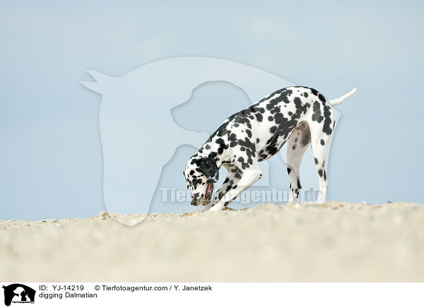 buddelnder Dalmatiner / digging Dalmatian / YJ-14219