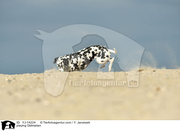 spielender Dalmatiner / playing Dalmatian / YJ-14224