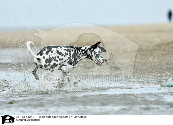 rennender Dalmatiner / running Dalmatian / YJ-14242