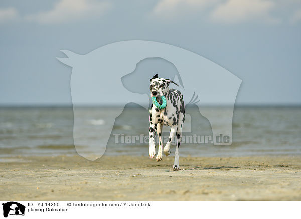 spielender Dalmatiner / playing Dalmatian / YJ-14250