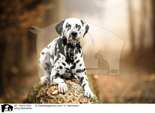 liegender Dalmatiner / lying Dalmatian / VH-01022