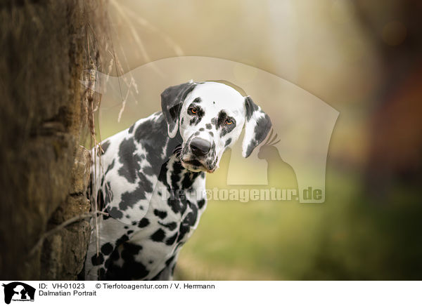 Dalmatiner Portrait / Dalmatian Portrait / VH-01023
