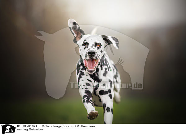 rennender Dalmatiner / running Dalmatian / VH-01024