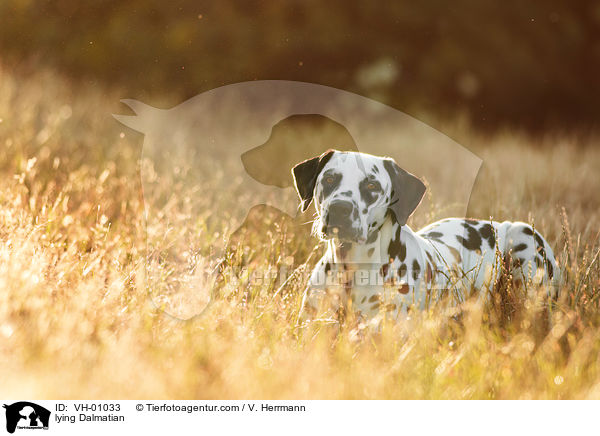 liegender Dalmatiner / lying Dalmatian / VH-01033