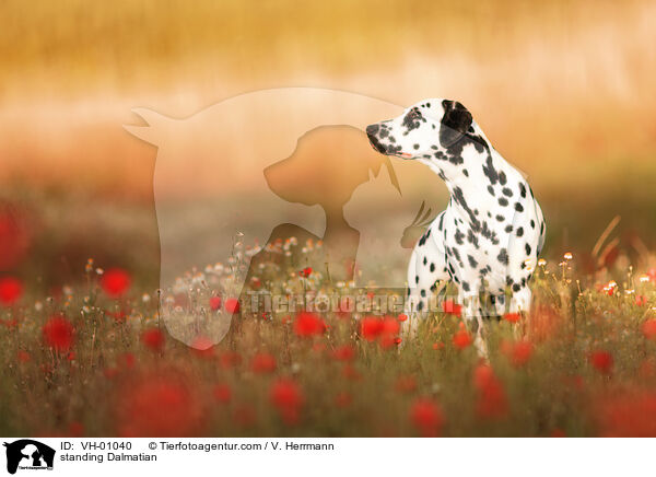 standing Dalmatian / VH-01040