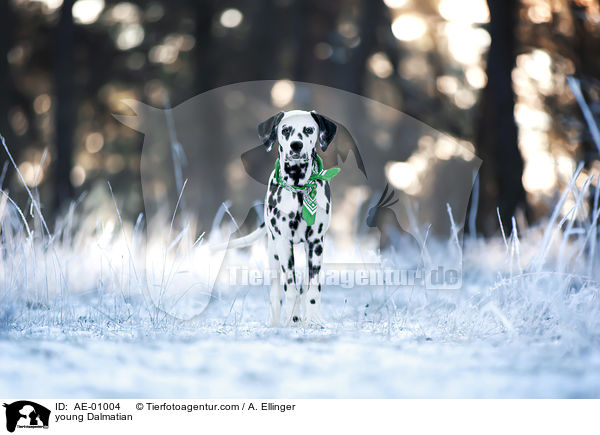 junger Dalmatiner / young Dalmatian / AE-01004