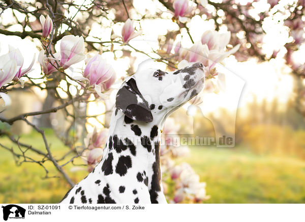 Dalmatiner / Dalmatian / SZ-01091