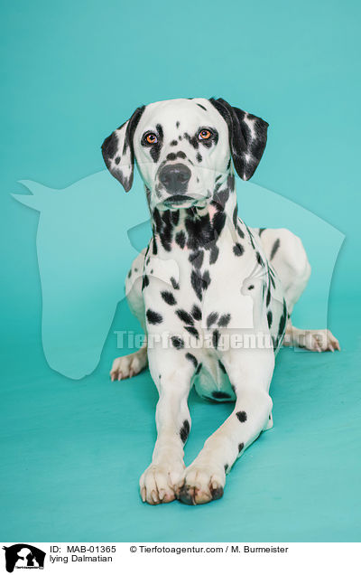 liegender Dalmatiner / lying Dalmatian / MAB-01365