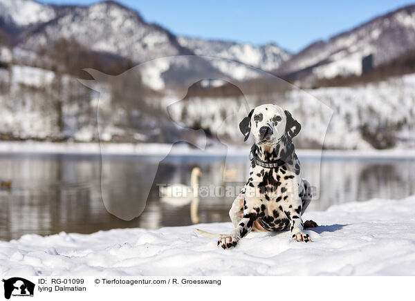 liegender Dalmatiner / lying Dalmatian / RG-01099