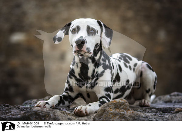 Dalmatiner zwischen Gemuer / Dalmatian between walls / MAH-01009