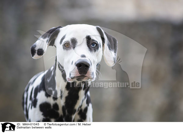 Dalmatiner zwischen Gemuer / Dalmatian between walls / MAH-01045