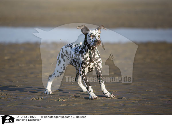 stehender Dalmatiner / standing Dalmatian / JRO-01022