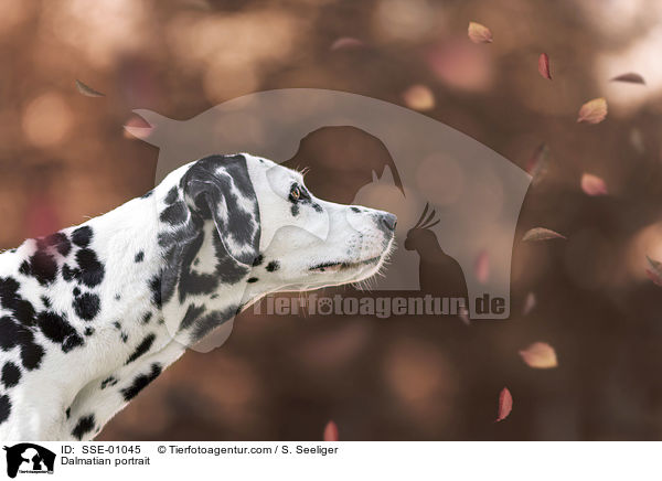 Dalmatiner Portrait / Dalmatian portrait / SSE-01045