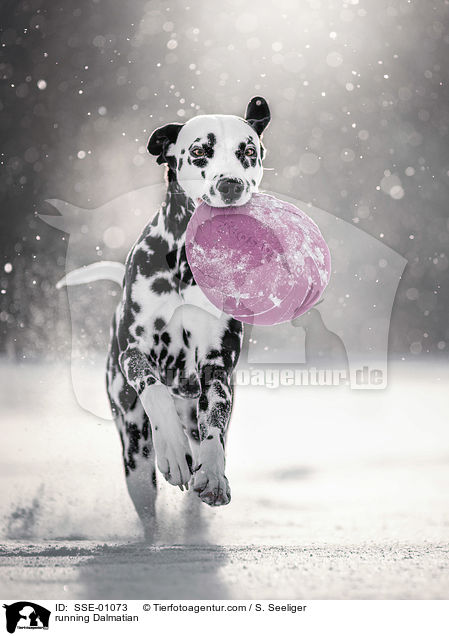 rennender Dalmatiner / running Dalmatian / SSE-01073