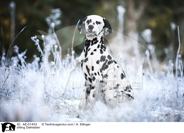 sitzender Dalmatiner / sitting Dalmatian / AE-01403