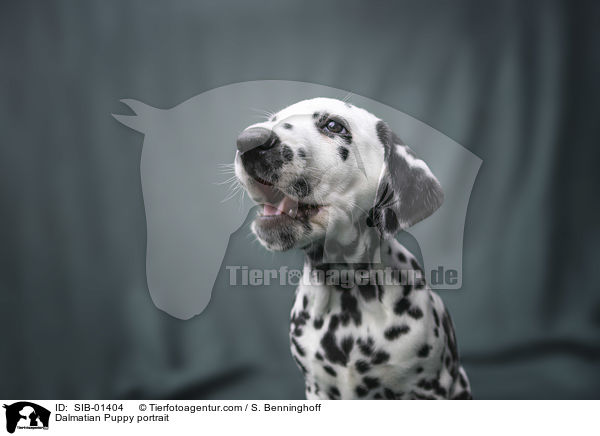 Dalmatiner Welpe Portrait / Dalmatian Puppy portrait / SIB-01404