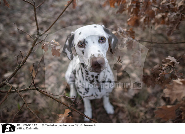 sitzender Dalmatiner / sitting Dalmatian / KS-01017