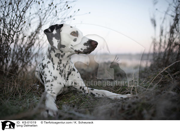 liegender Dalmatiner / lying Dalmatian / KS-01019