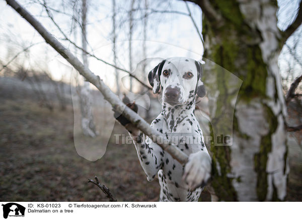 Dalmatiner an einem Baum / Dalmatian on a tree / KS-01023