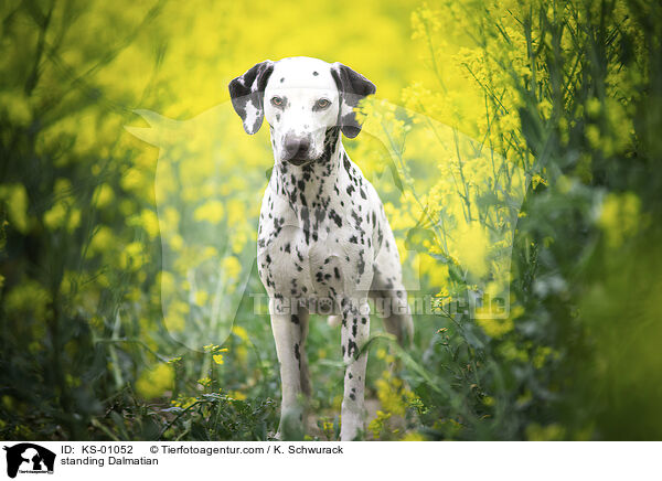 stehender Dalmatiner / standing Dalmatian / KS-01052