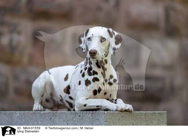 liegender Dalmatiner / lying Dalmatian / MAH-01559