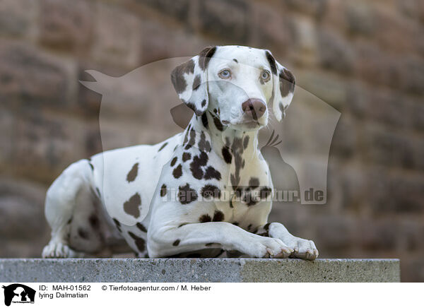 liegender Dalmatiner / lying Dalmatian / MAH-01562