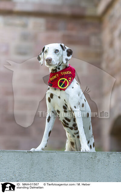 stehender Dalmatiner / standing Dalmatian / MAH-01567