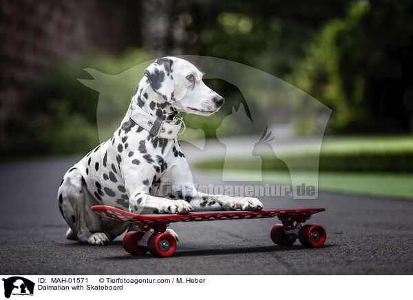 Dalmatiner mit Skateboard / Dalmatian with Skateboard / MAH-01571