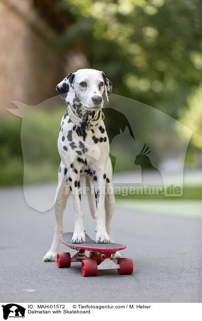 Dalmatiner mit Skateboard / Dalmatian with Skateboard / MAH-01572