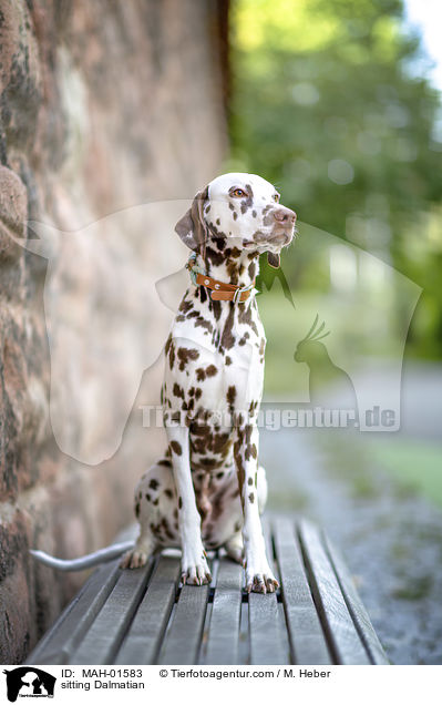 sitzender Dalmatiner / sitting Dalmatian / MAH-01583