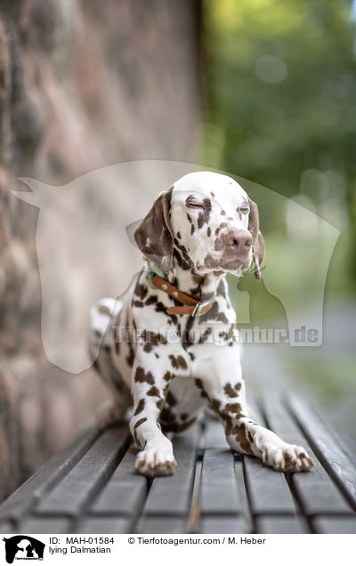 liegender Dalmatiner / lying Dalmatian / MAH-01584