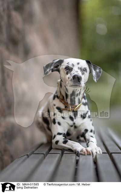 liegender Dalmatiner / lying Dalmatian / MAH-01585