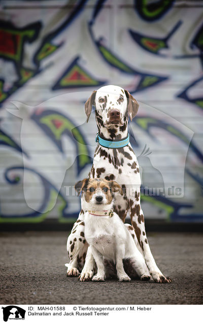 Dalmatiner und Jack Russell Terrier / Dalmatian and Jack Russell Terrier / MAH-01588