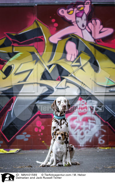 Dalmatiner und Jack Russell Terrier / Dalmatian and Jack Russell Terrier / MAH-01589