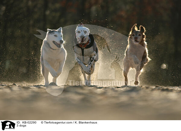 3 Hunde / 3 dogs / KB-02290