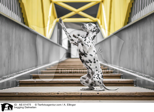 Dalmatiner macht Mnnchen / begging Dalmatian / AE-01475