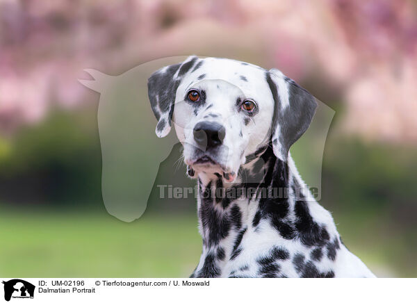 Dalmatian Portrait / UM-02196