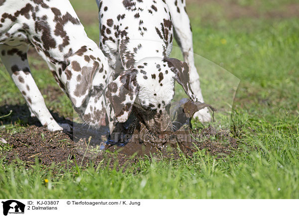 2 Dalmatiner / 2 Dalmatians / KJ-03807