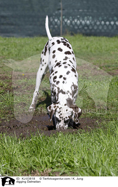 buddelnder Dalmatiner / digging Dalmatian / KJ-03818