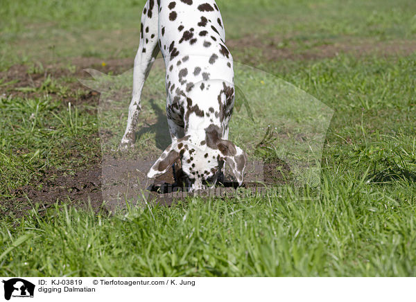 buddelnder Dalmatiner / digging Dalmatian / KJ-03819