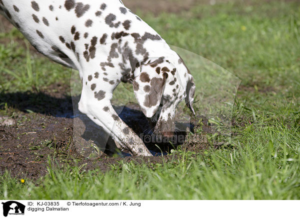 buddelnder Dalmatiner / digging Dalmatian / KJ-03835
