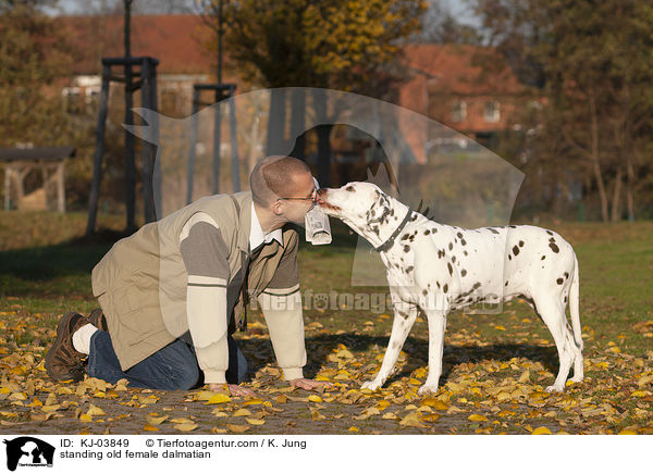 stehende alte Dalmatiner Hndin / standing old female dalmatian / KJ-03849